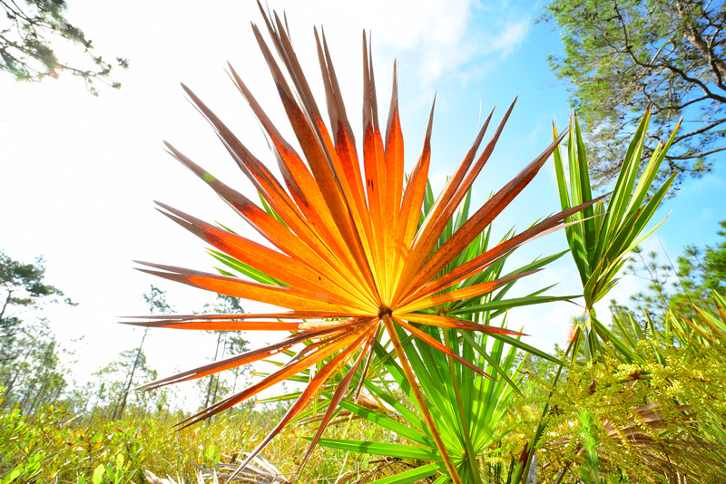 Low angle shot of back lit saw palmetto frond in forest